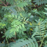 Senna sophera (L.) Roxb.